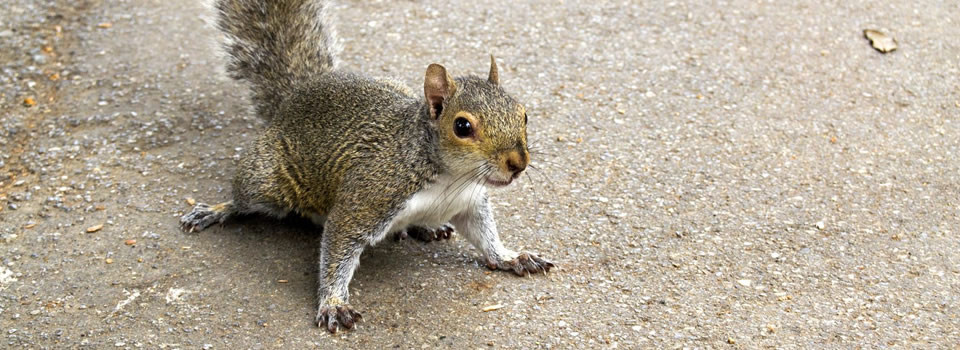 Aldine squirrel control